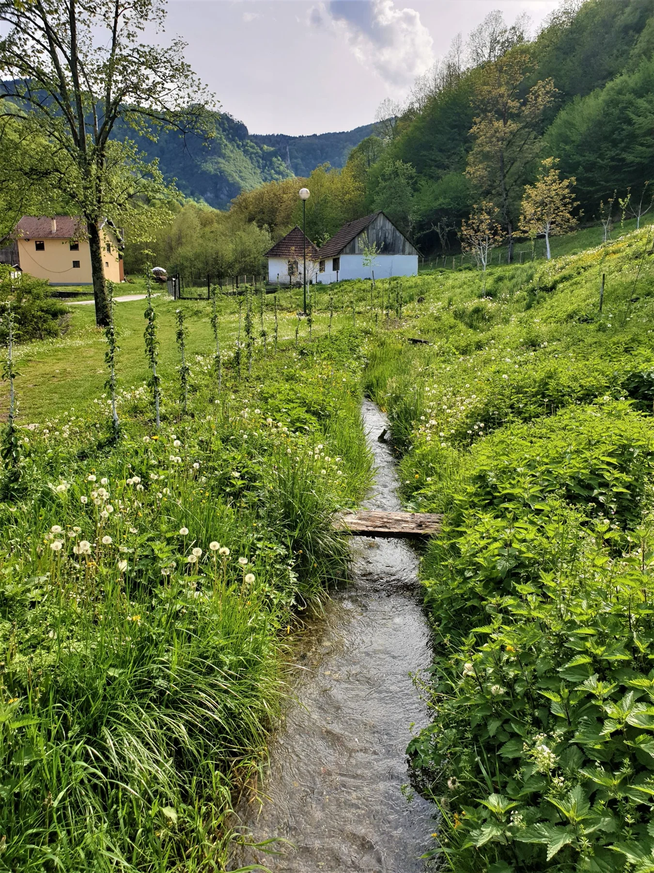 Tara National Park, Serbia