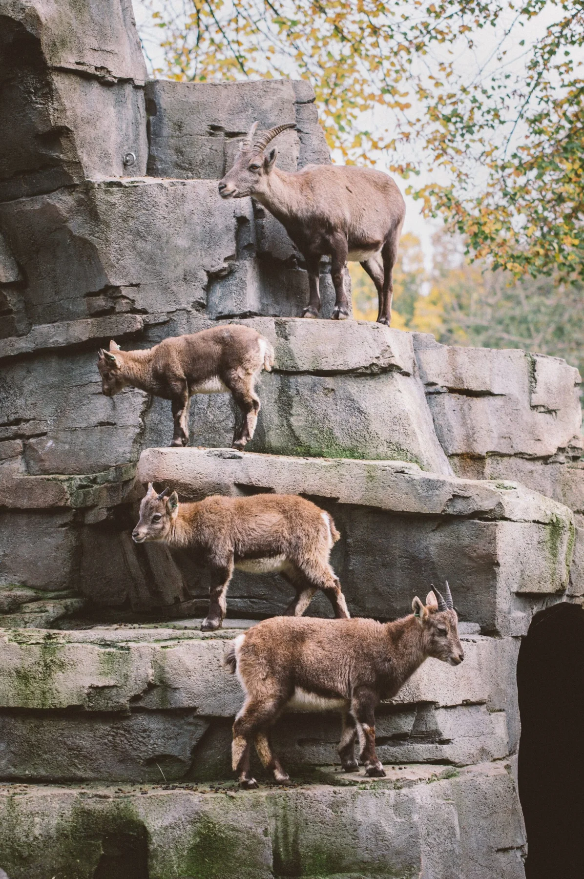 Artis Zoo